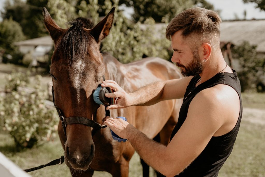 Le diverse tipologie dei prodotti per la cura del cavallo