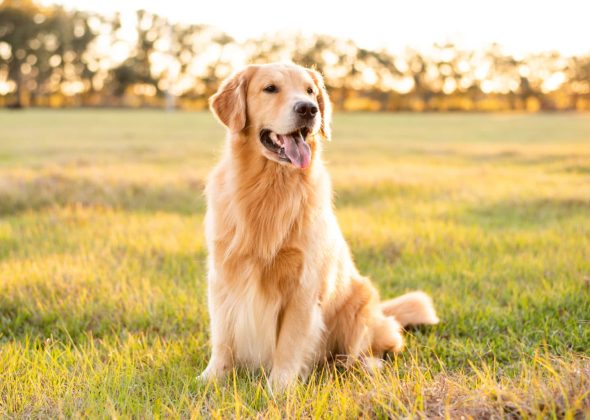 golden-retriever